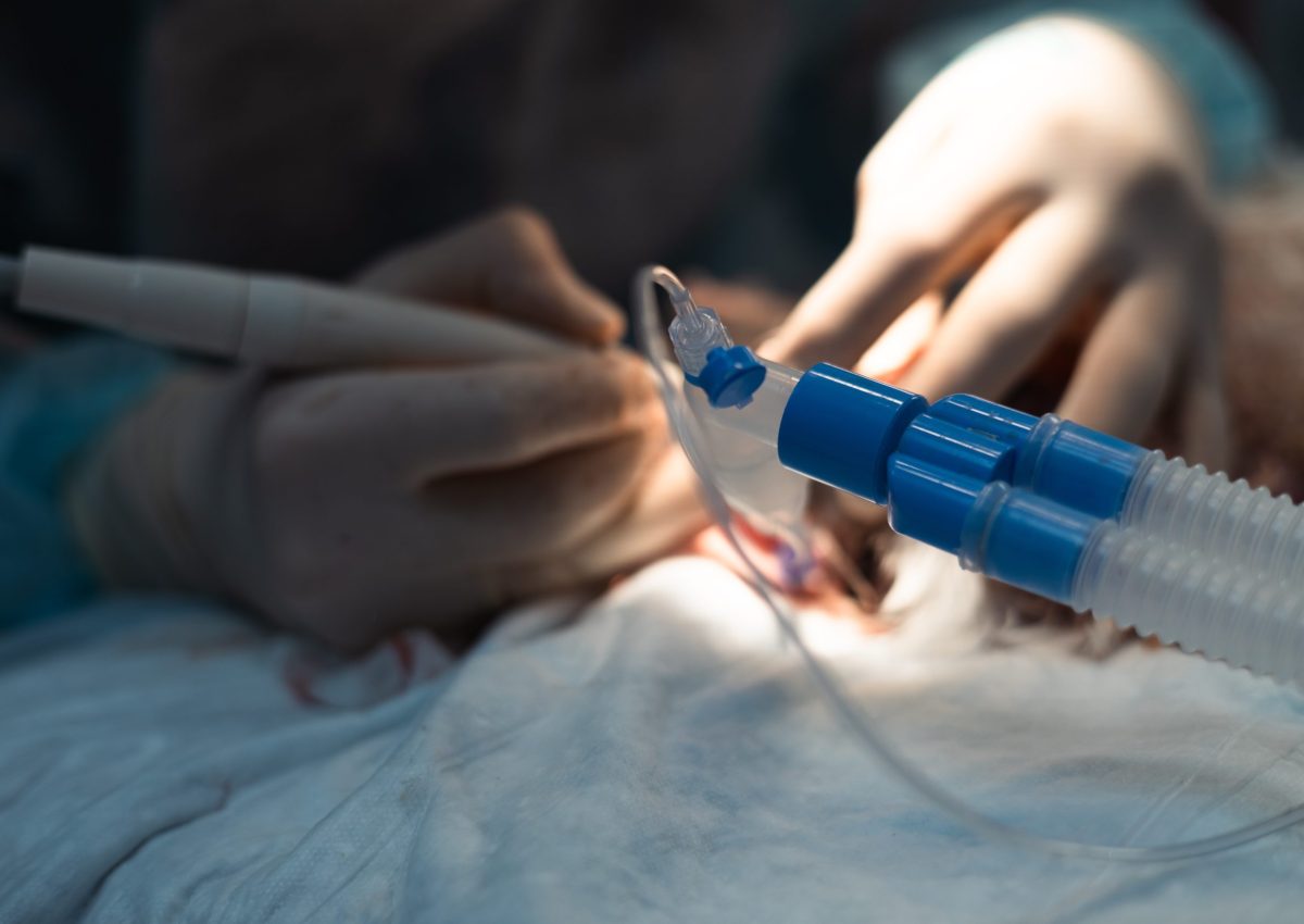 A,Veterinarian,Who,Brushes,Teeth,On,A,Pets,Under,General